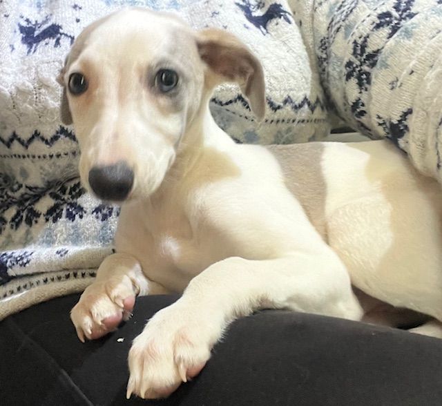 de l eternel mitness - Chiot disponible  - Whippet