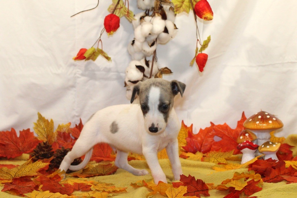 de l eternel mitness - Chiot disponible  - Whippet