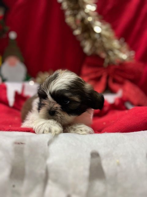 de l eternel mitness - Chiot disponible  - Shih Tzu