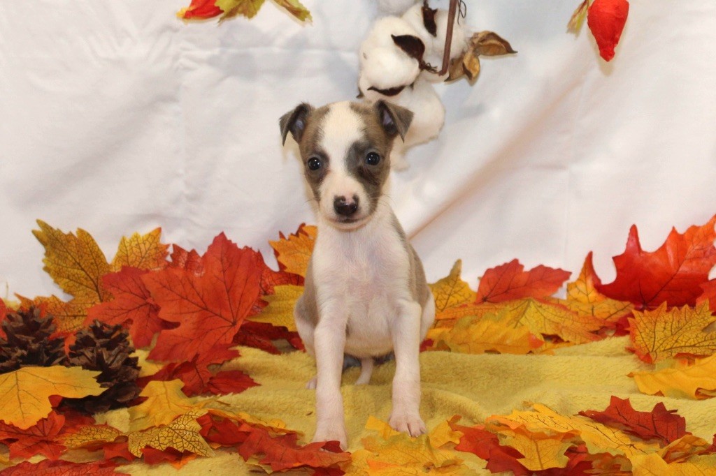 de l eternel mitness - Chiot disponible  - Whippet