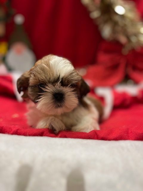 de l eternel mitness - Chiot disponible  - Shih Tzu