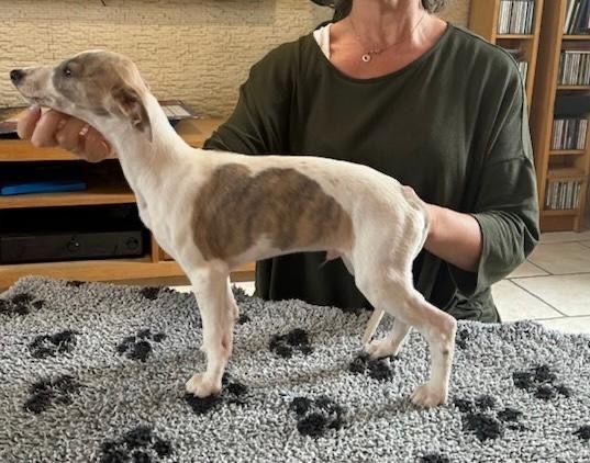 de l eternel mitness - Chiot disponible  - Whippet