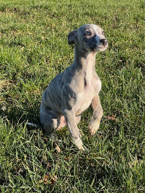 de l eternel mitness - Chiot disponible  - Whippet