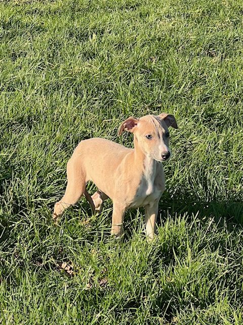 de l eternel mitness - Chiot disponible  - Whippet