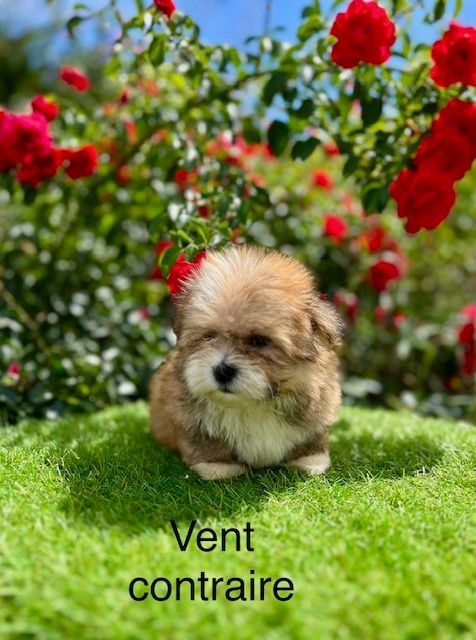 de l eternel mitness - Chiot disponible  - Bichon Havanais