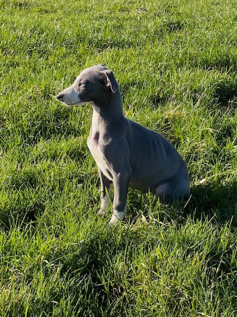 de l eternel mitness - Chiot disponible  - Whippet