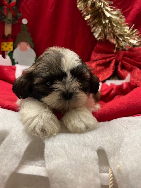 de l eternel mitness - Chiot disponible  - Shih Tzu