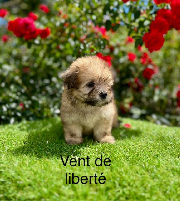 vent de liberté