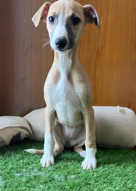 de l eternel mitness - Chiot disponible  - Whippet