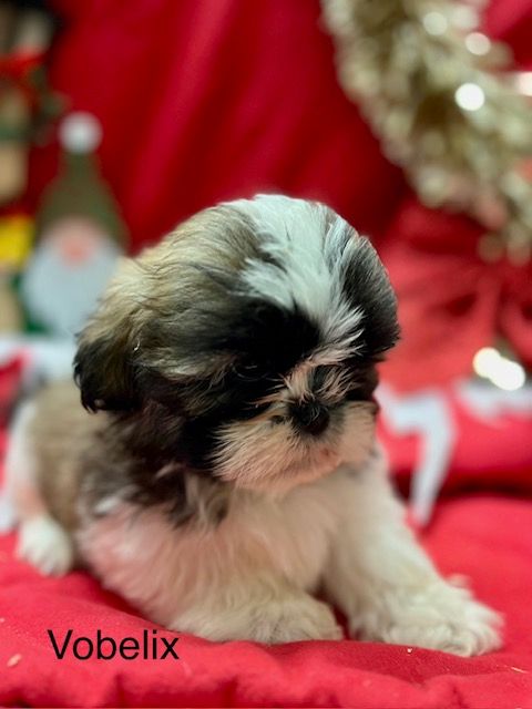 de l eternel mitness - Chiot disponible  - Shih Tzu