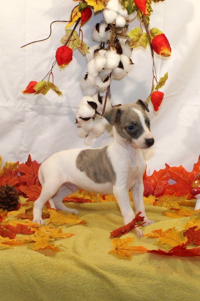 de l eternel mitness - Chiot disponible  - Whippet