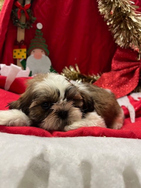 de l eternel mitness - Chiot disponible  - Shih Tzu