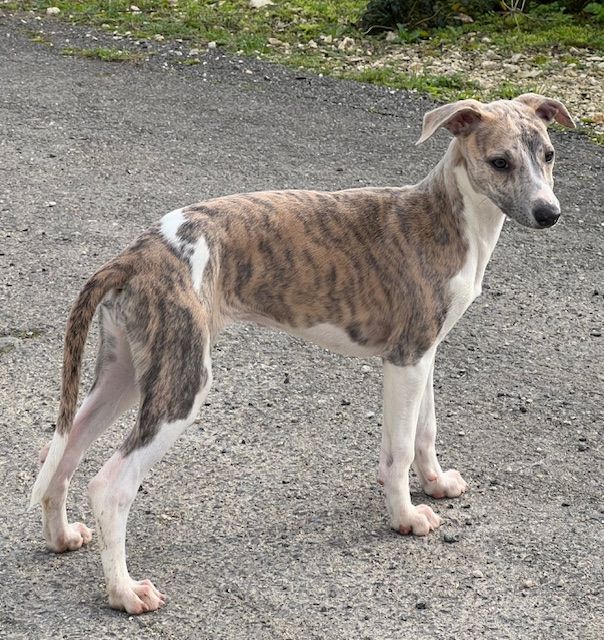 de l eternel mitness - Chiot disponible  - Whippet