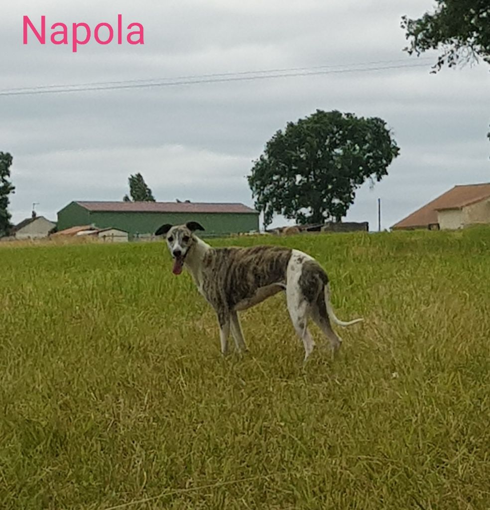 Napola de l eternel mitness