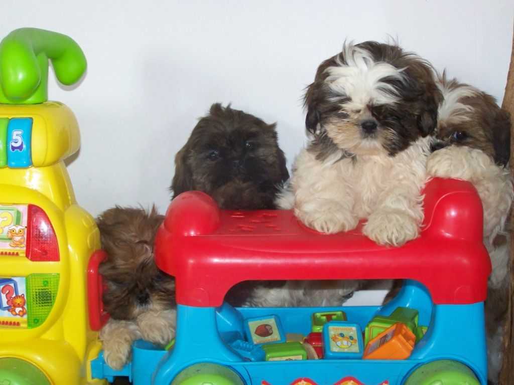 de l eternel mitness - CHIOTS SHIH TZU DISPONIBLE