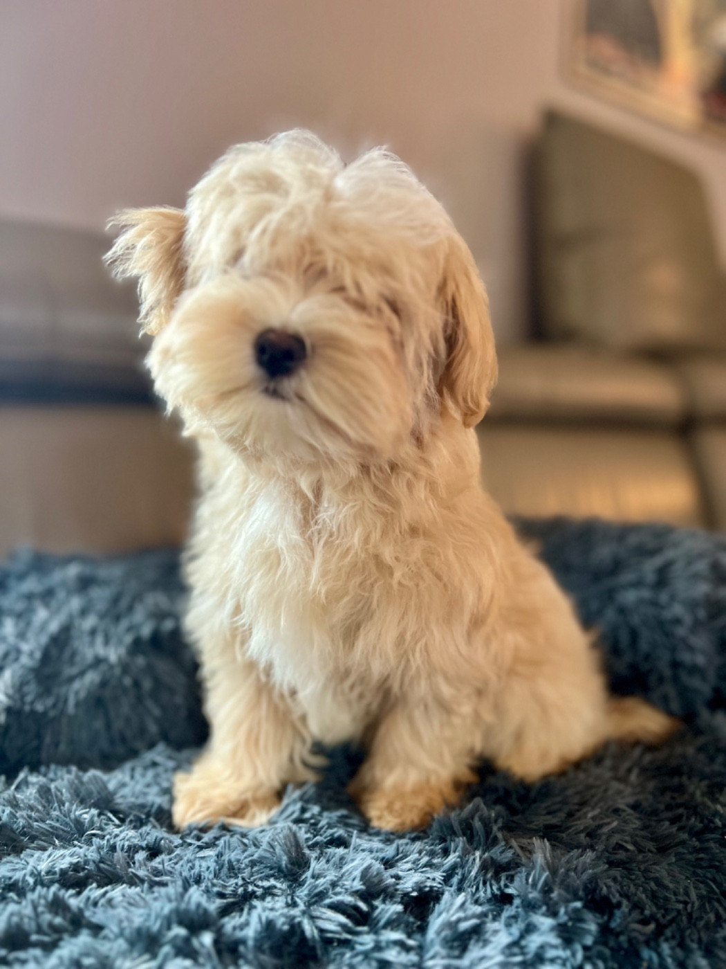 Aureole est disponible