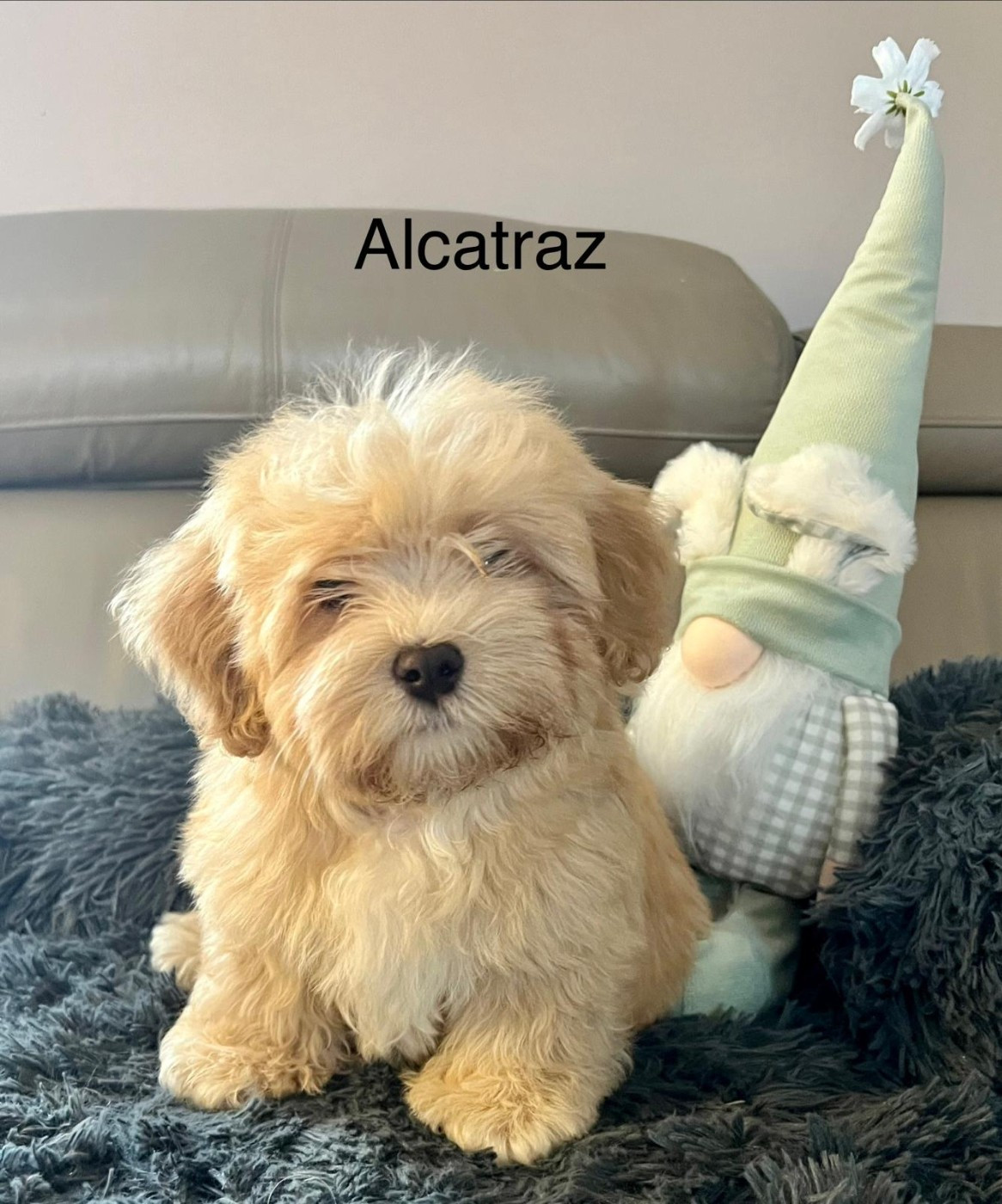 chiots bichons havanais