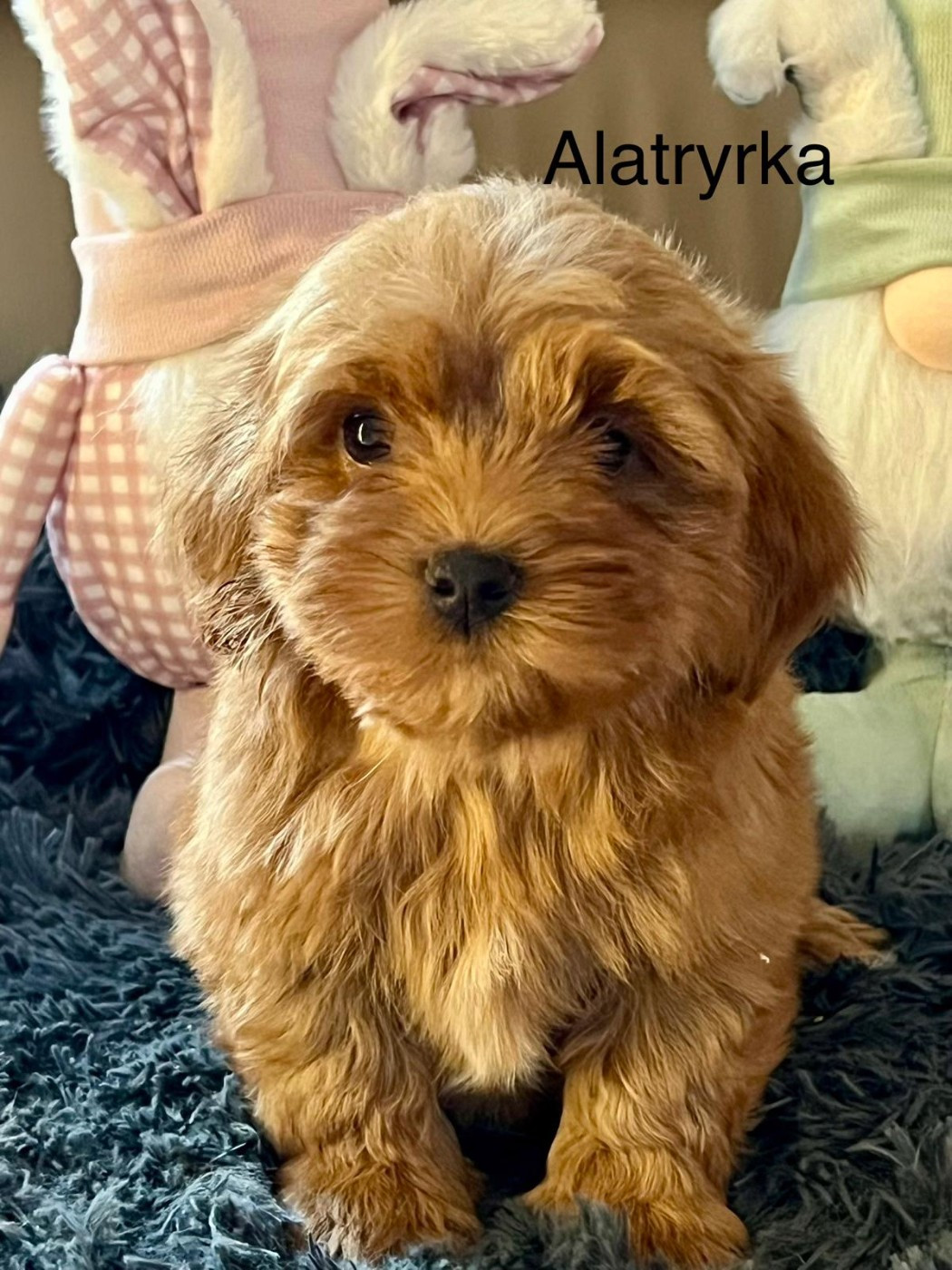 chiots bichons havanais