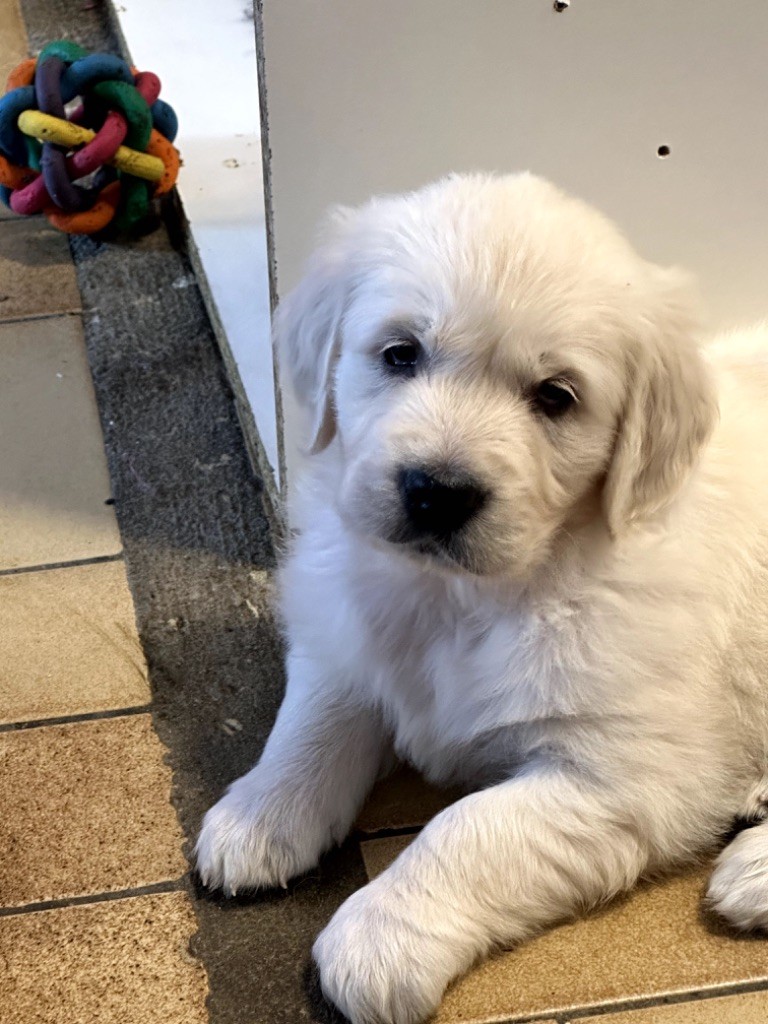 de l eternel mitness - Chiots disponibles - Golden Retriever