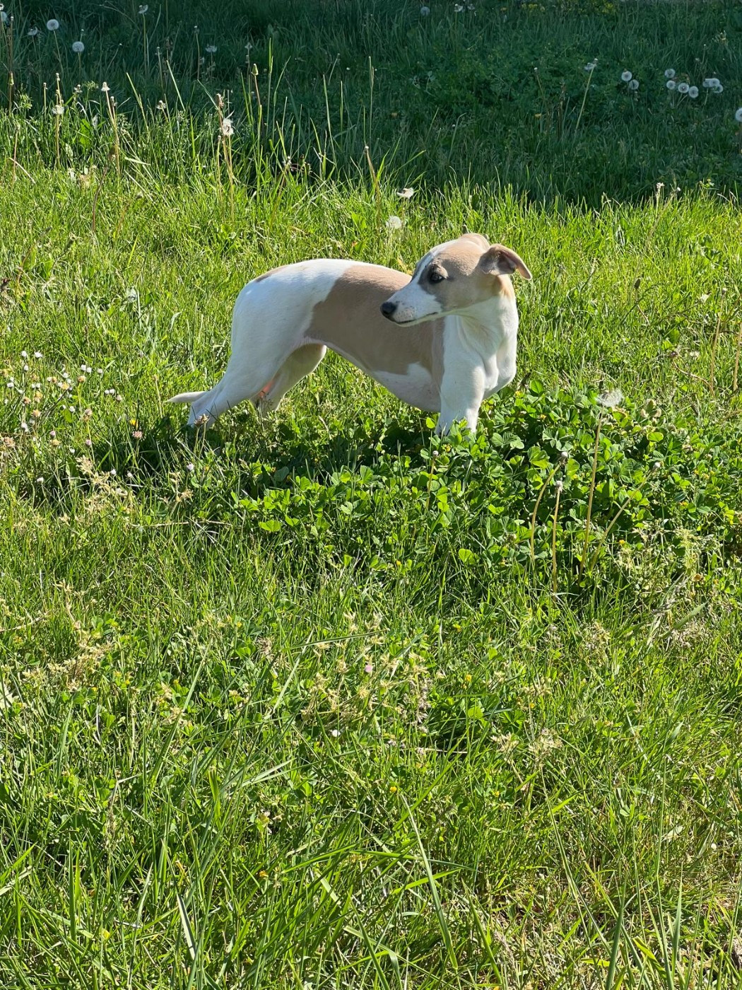 de l eternel mitness - Chiots disponibles - Whippet