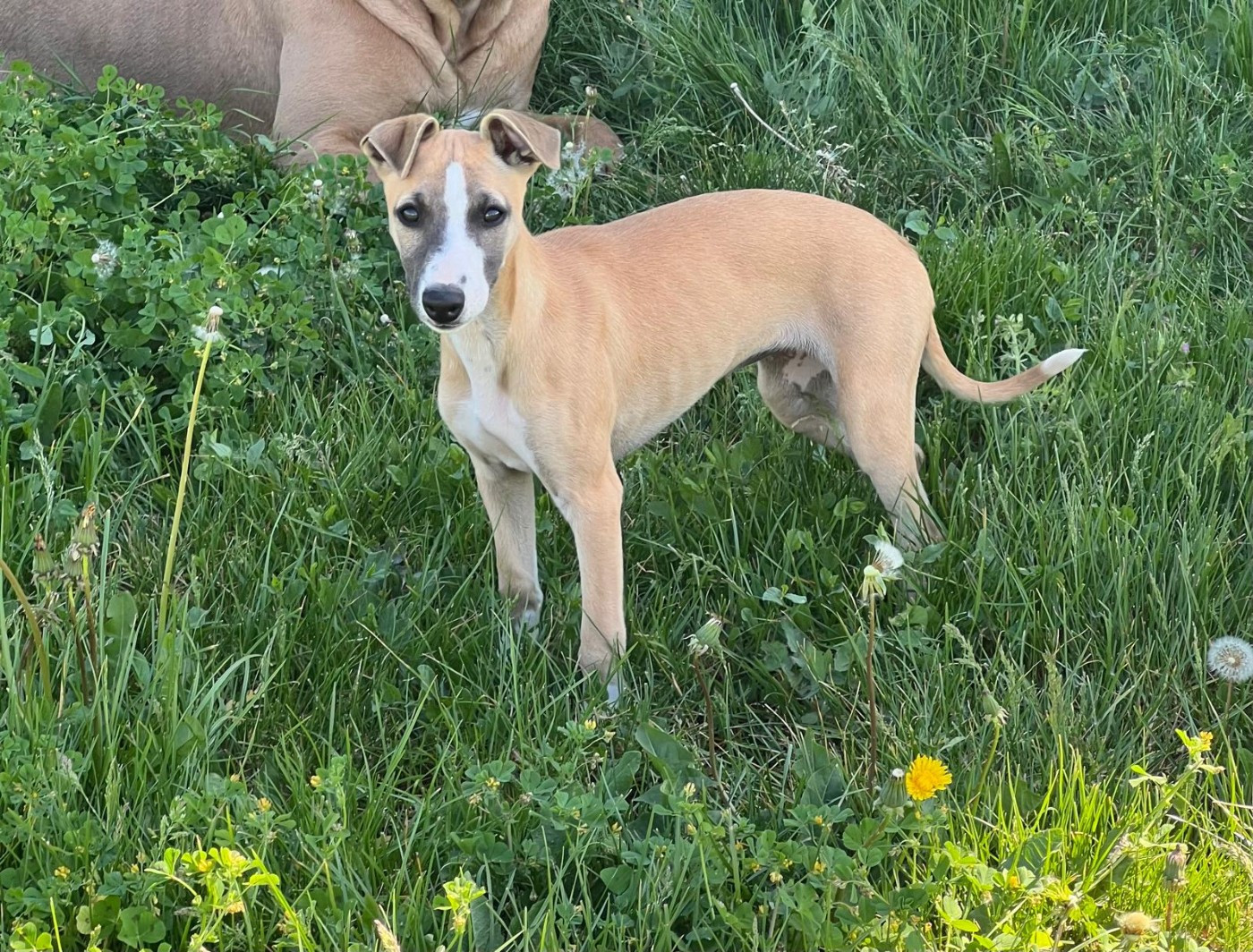 de l eternel mitness - Chiots disponibles - Whippet