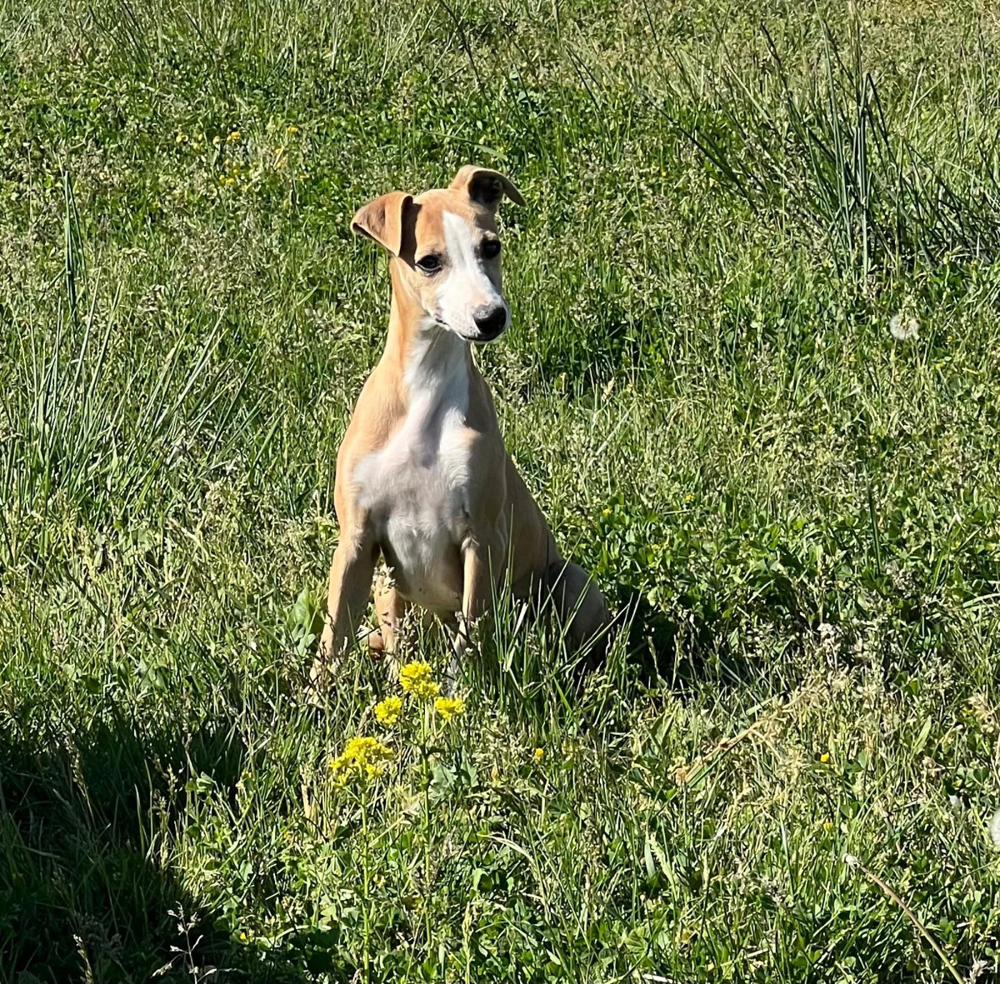 de l eternel mitness - Chiots disponibles - Whippet