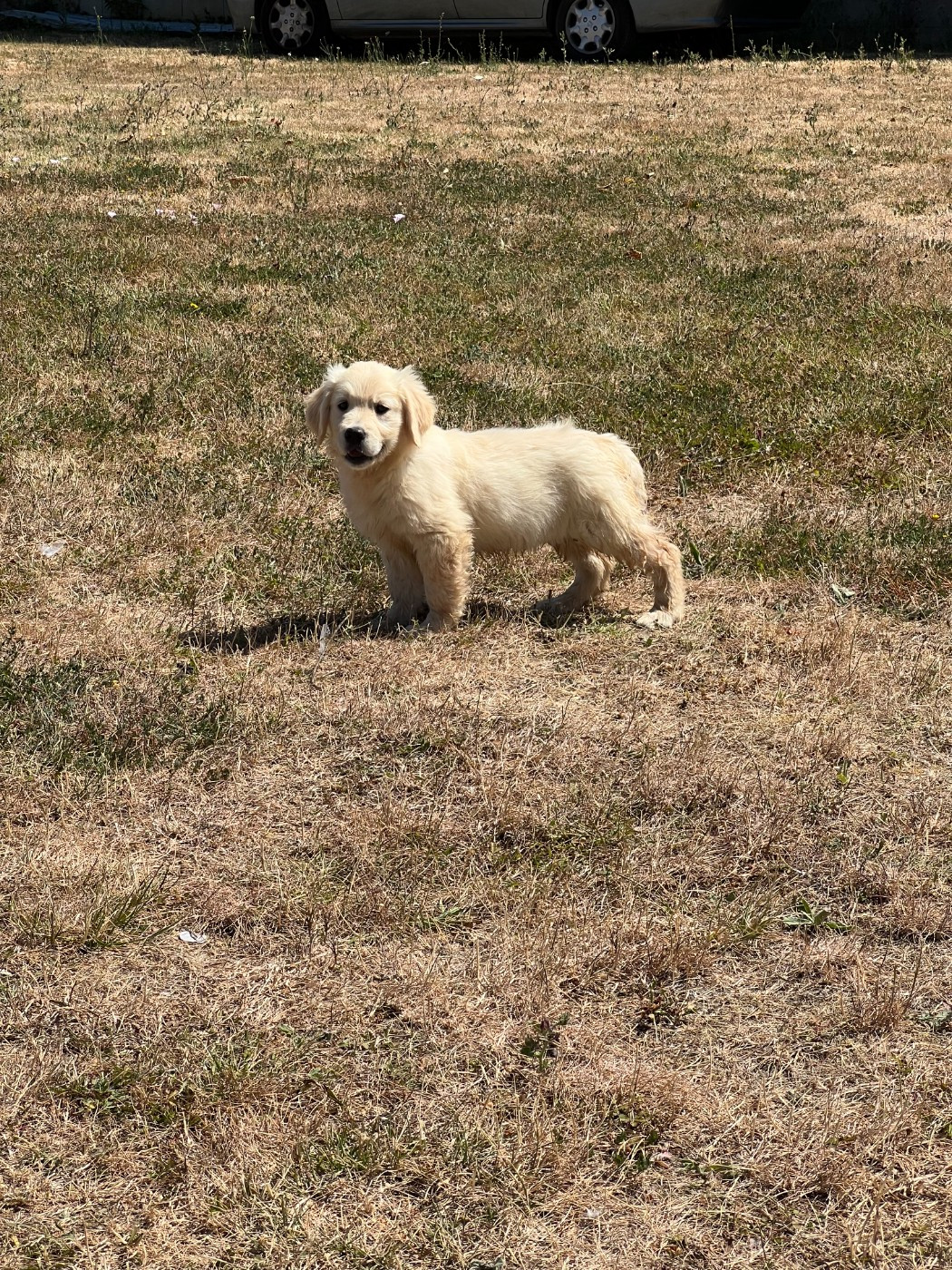 de l eternel mitness - Chiots disponibles - Golden Retriever