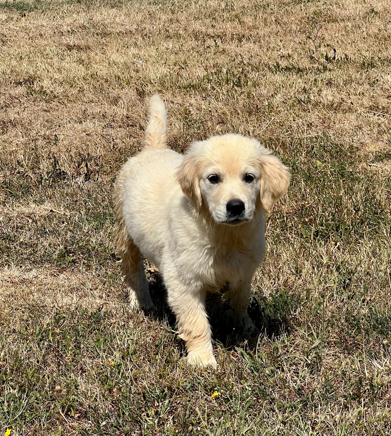 de l eternel mitness - Chiots disponibles - Golden Retriever