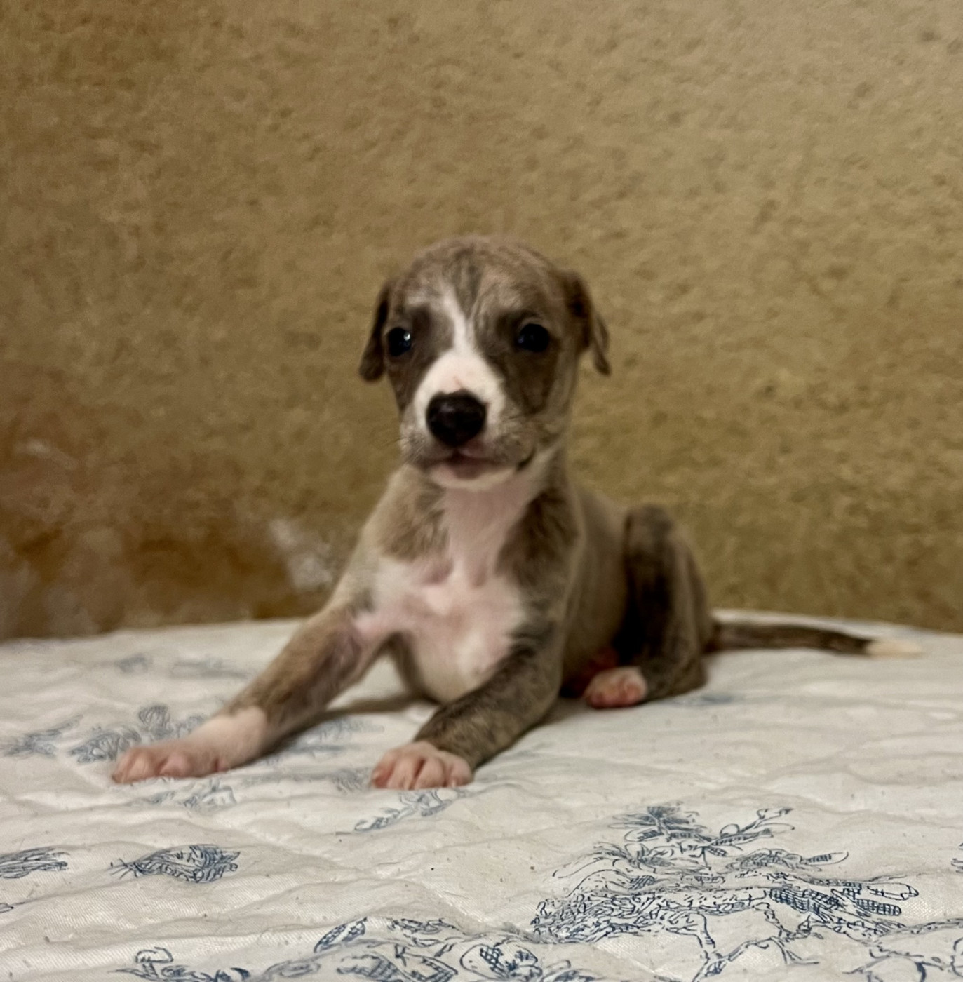 de l eternel mitness - Chiots disponibles - Whippet