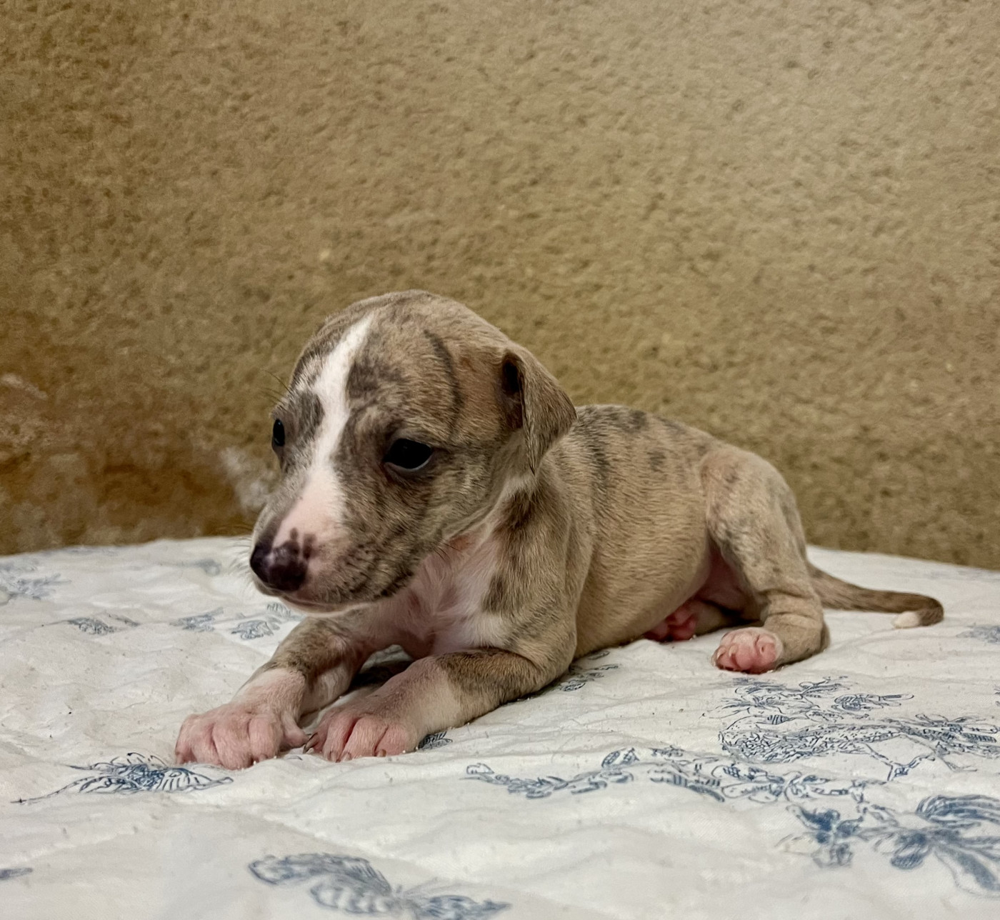 de l eternel mitness - Chiots disponibles - Whippet
