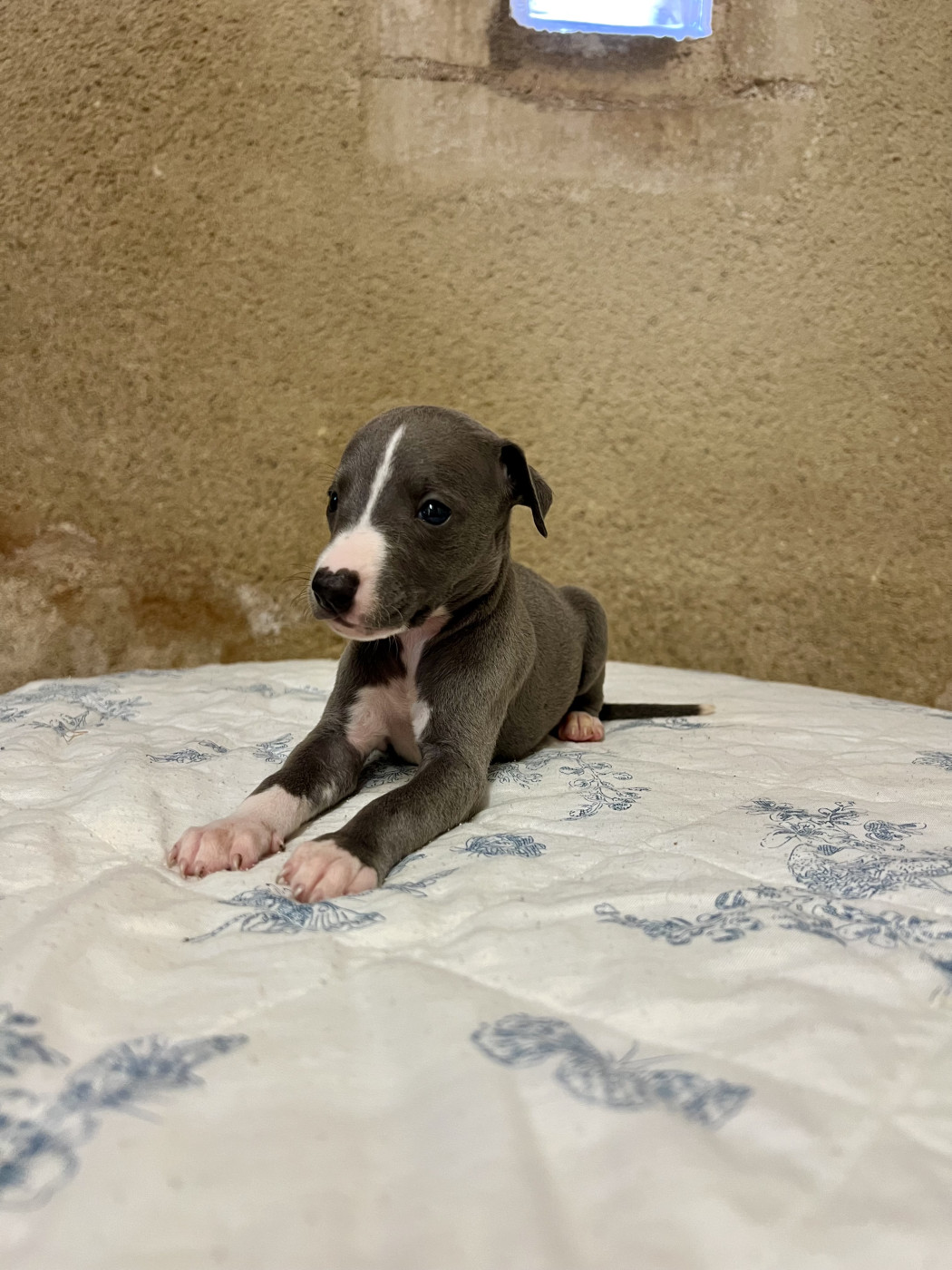 de l eternel mitness - Chiots disponibles - Whippet