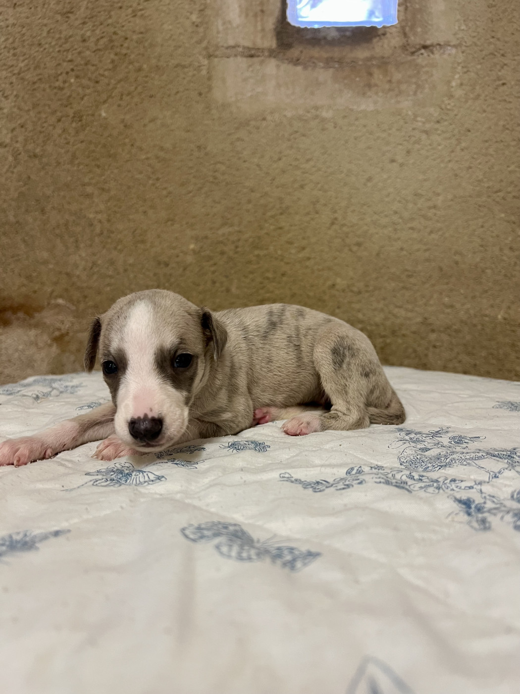 de l eternel mitness - Chiots disponibles - Whippet