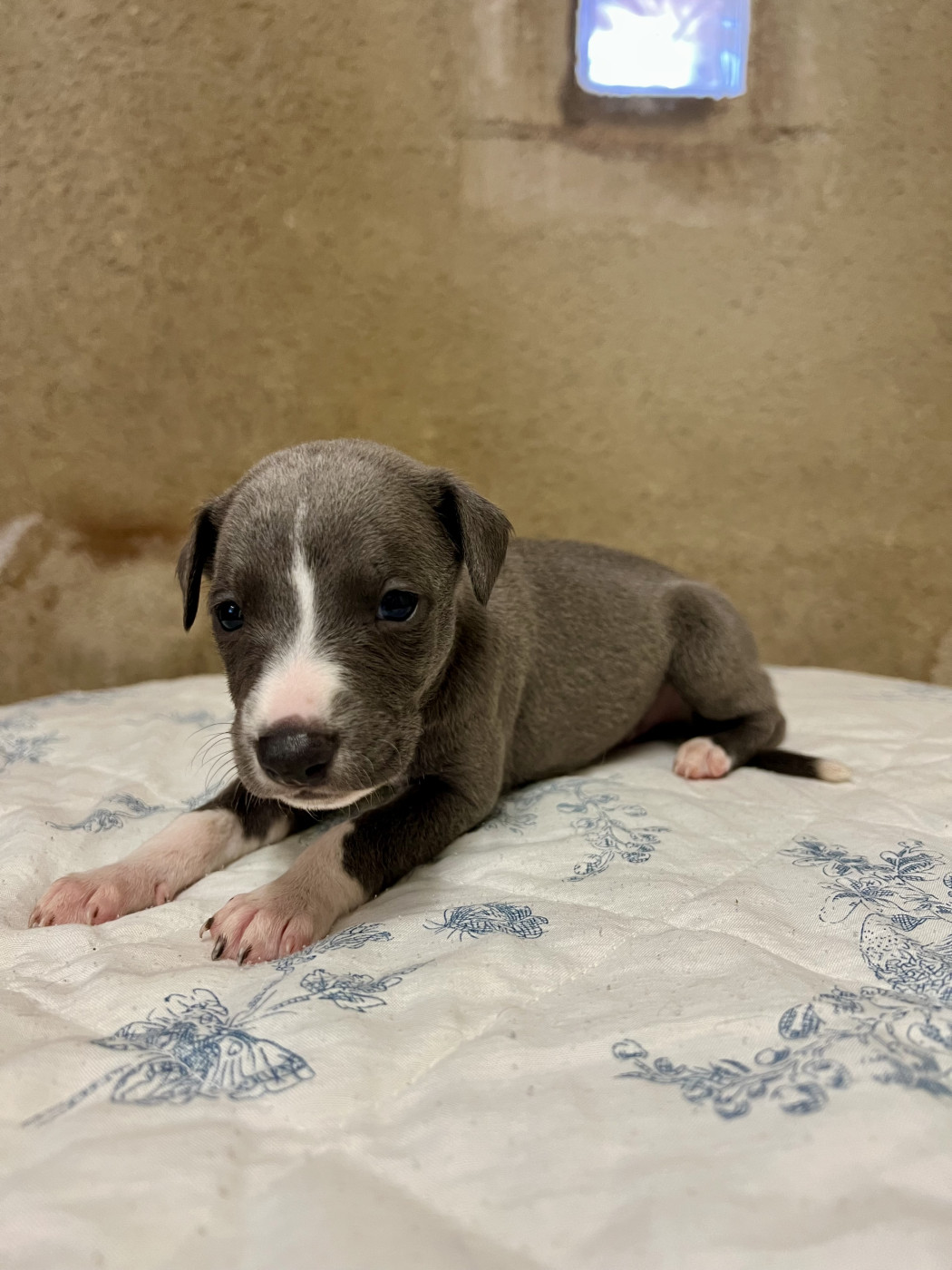de l eternel mitness - Chiots disponibles - Whippet