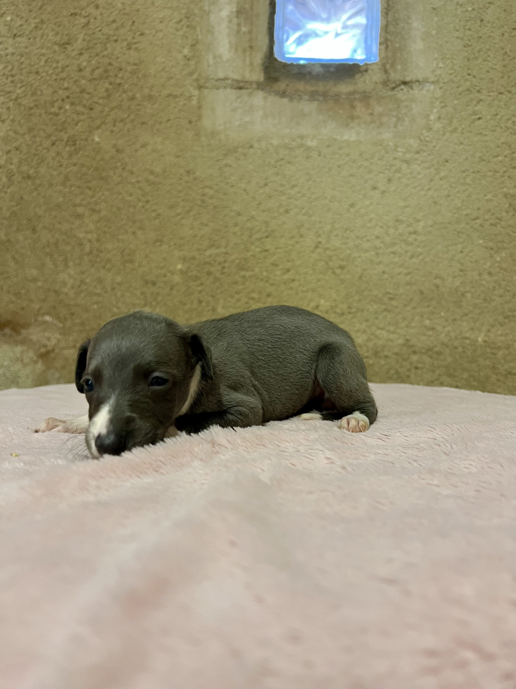 de l eternel mitness - Chiots disponibles - Whippet