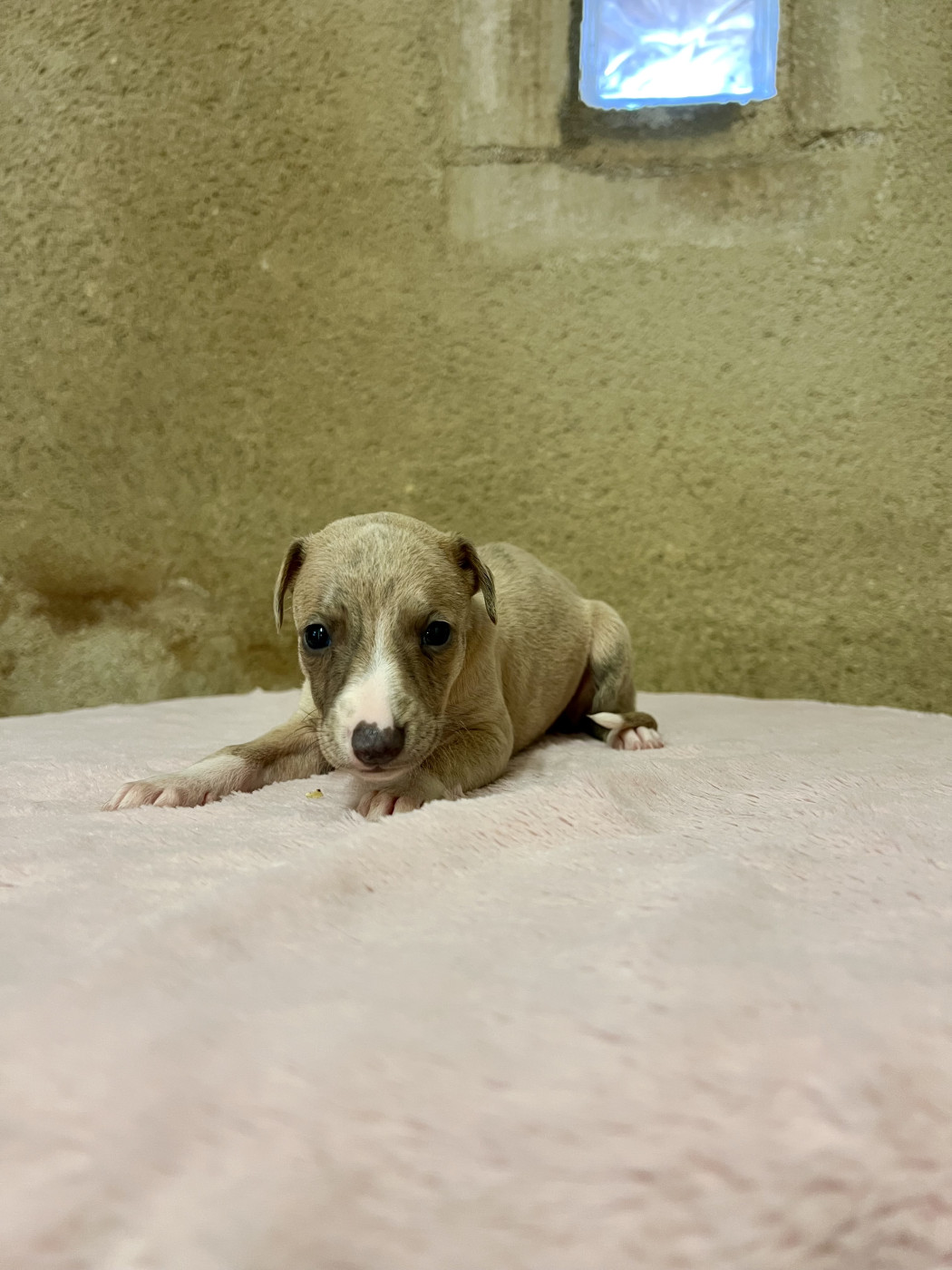 de l eternel mitness - Chiots disponibles - Whippet
