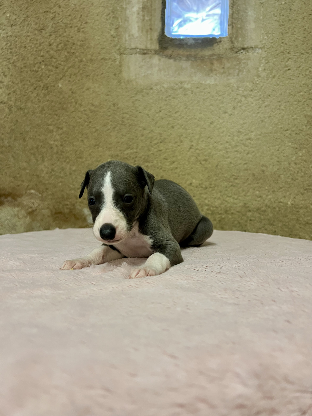 de l eternel mitness - Chiots disponibles - Whippet