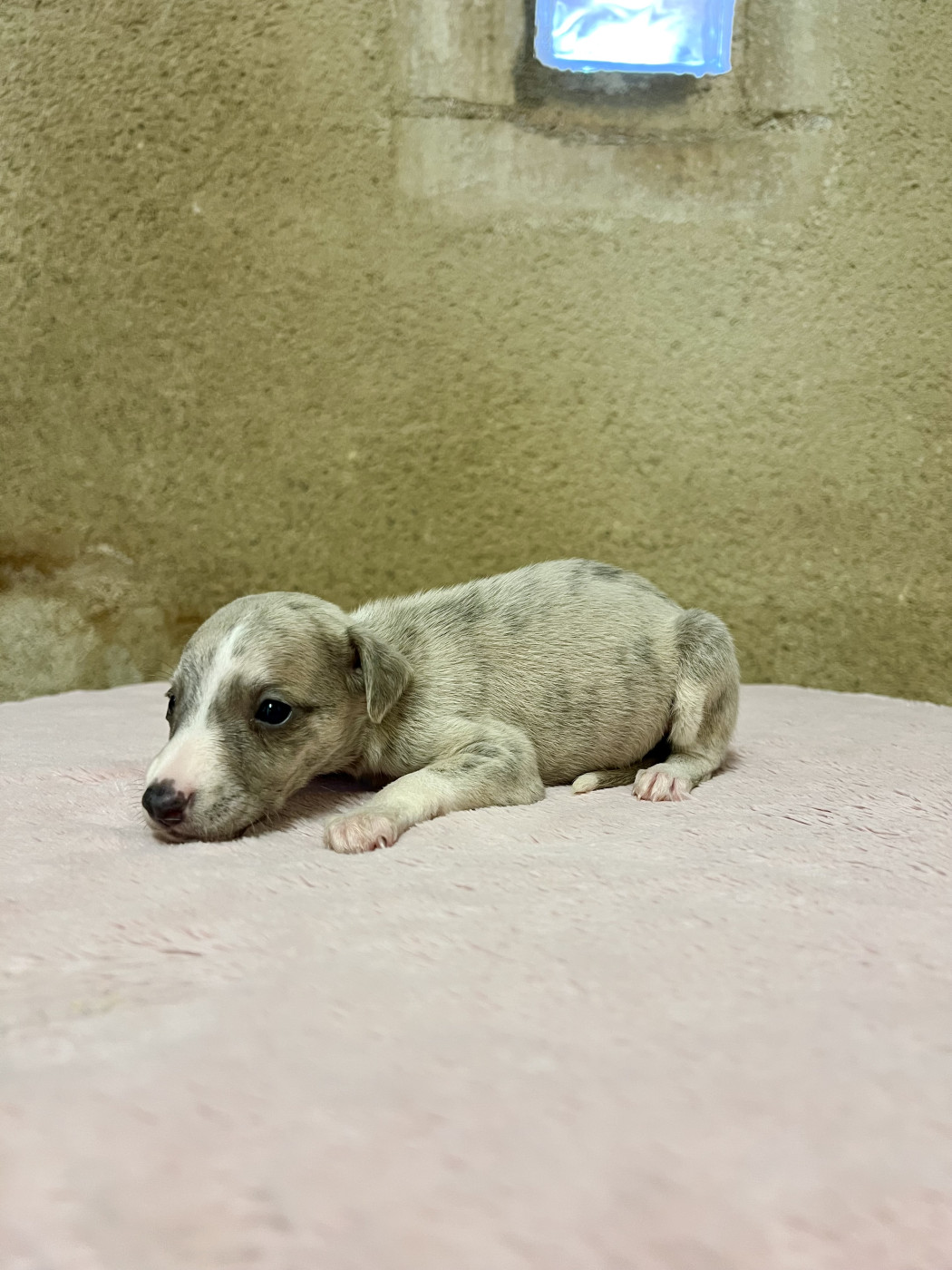 de l eternel mitness - Chiots disponibles - Whippet