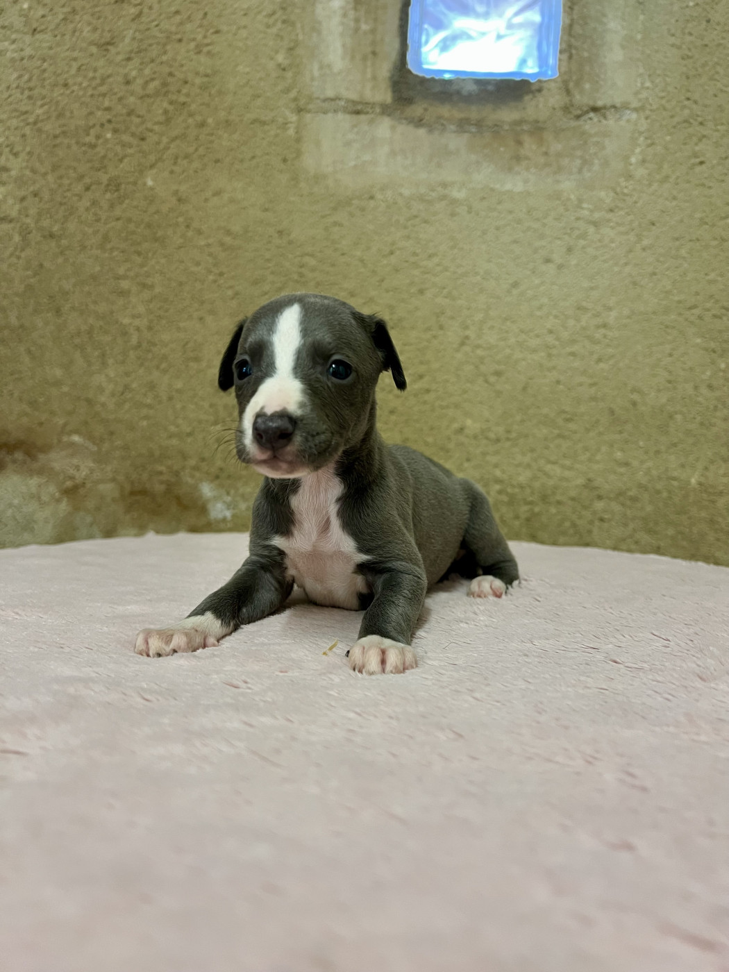 de l eternel mitness - Chiots disponibles - Whippet