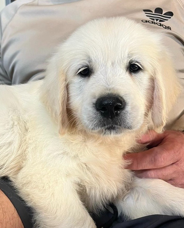 de l eternel mitness - Chiots disponibles - Golden Retriever