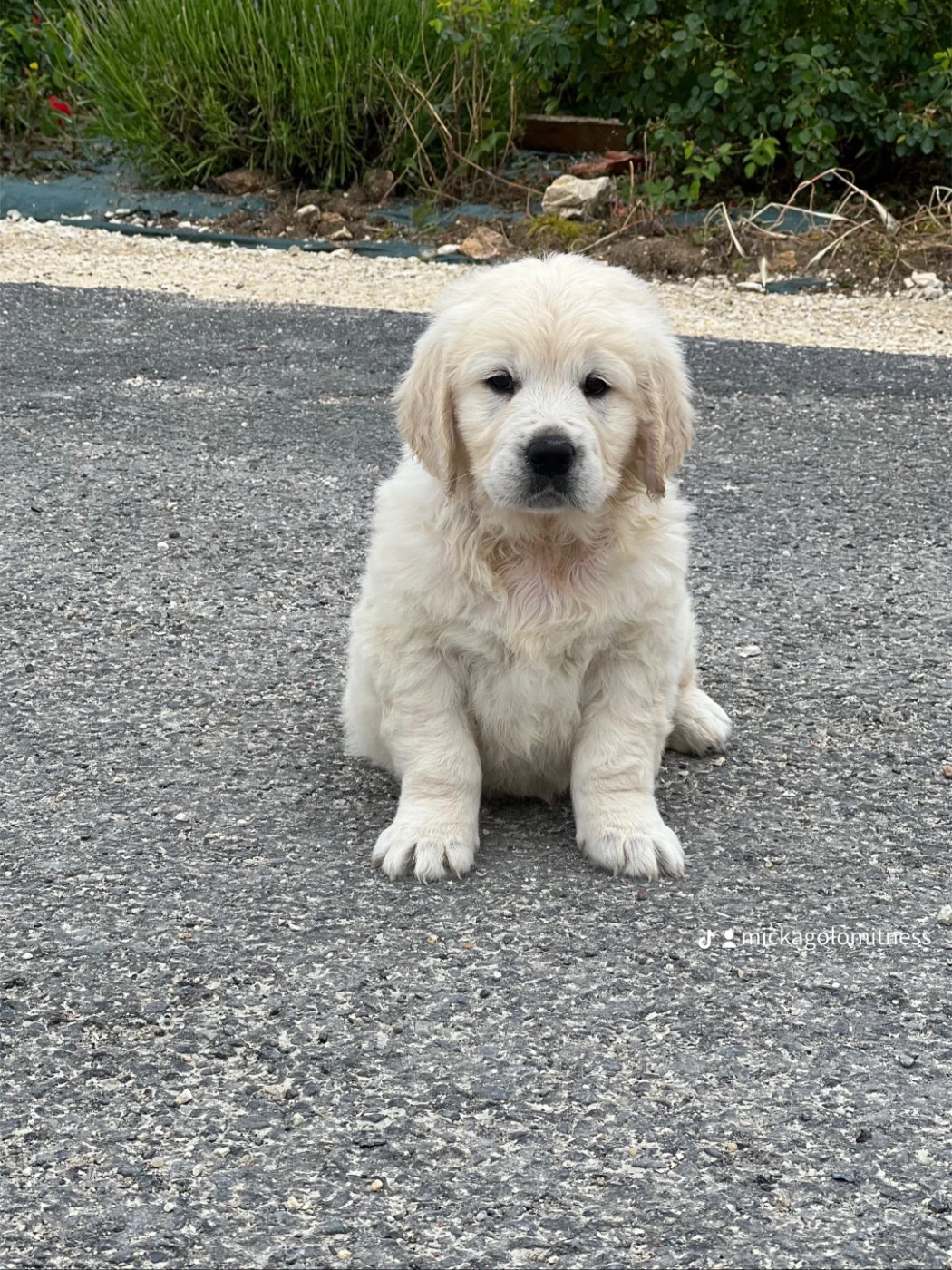 de l eternel mitness - Chiots disponibles - Golden Retriever
