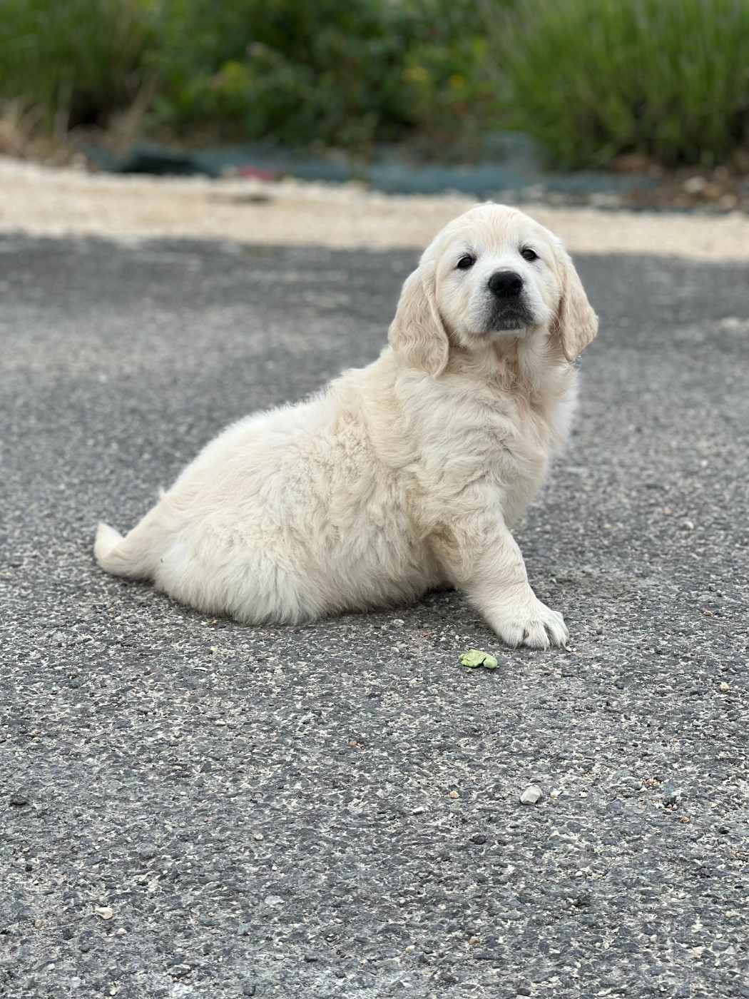 de l eternel mitness - Chiots disponibles - Golden Retriever