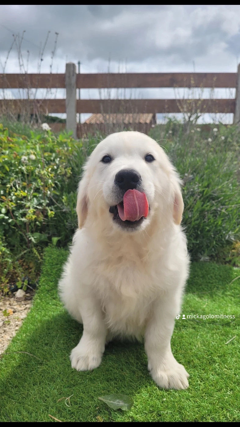de l eternel mitness - Chiots disponibles - Golden Retriever