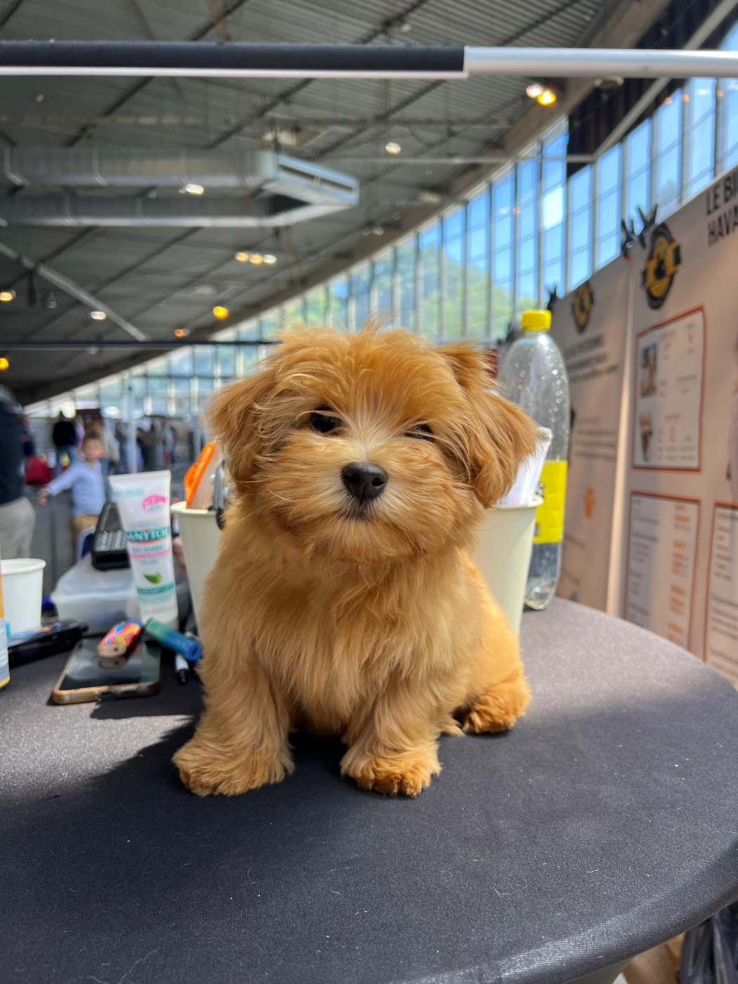 de l eternel mitness - Chiots disponibles - Bichon Havanais