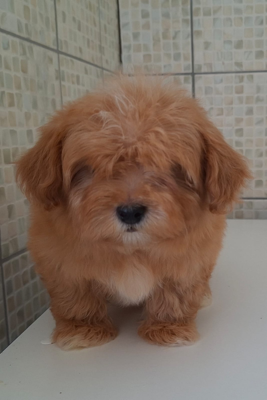 de l eternel mitness - Chiots disponibles - Bichon Havanais