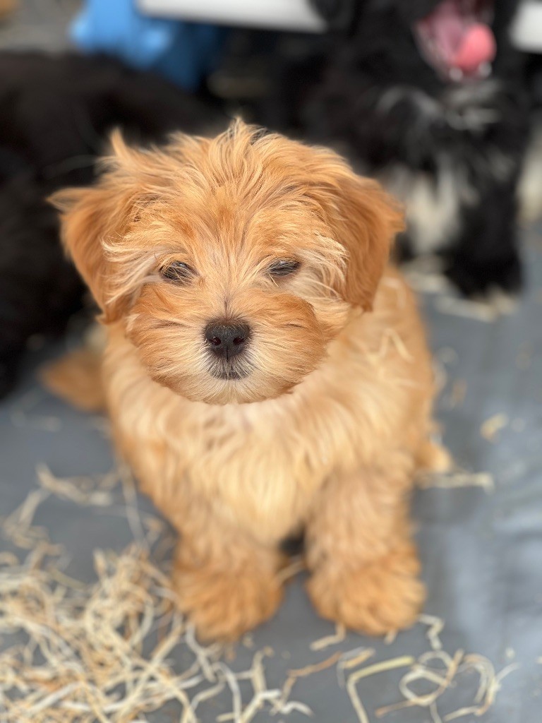 de l eternel mitness - Chiots disponibles - Bichon Havanais