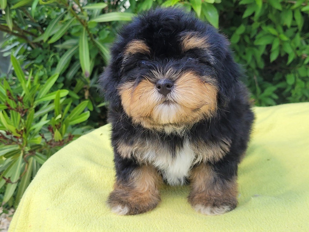 de l eternel mitness - Chiots disponibles - Bichon Havanais