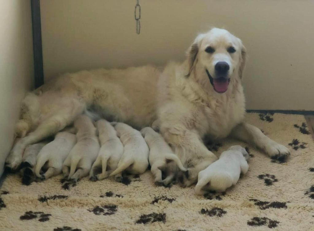 Chiot Golden Retriever de l eternel mitness