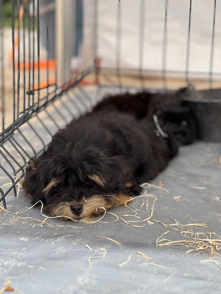 de l eternel mitness - Chiots disponibles - Bichon Havanais