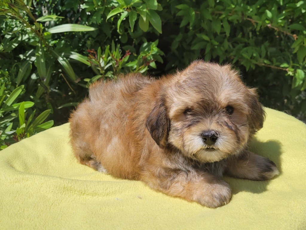 de l eternel mitness - Chiots disponibles - Bichon Havanais