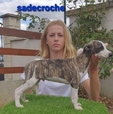 sadecroche